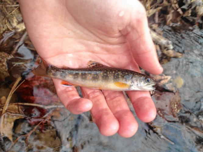 A photo of a brook trout caught in Franklin County. Thanks to grant funding, a multi-step outreach program will engage local landowners in land management activities that enhance stream resources in the southern Deerfield River Watershed that provide habitat for coldwater fish such as native brook trout.