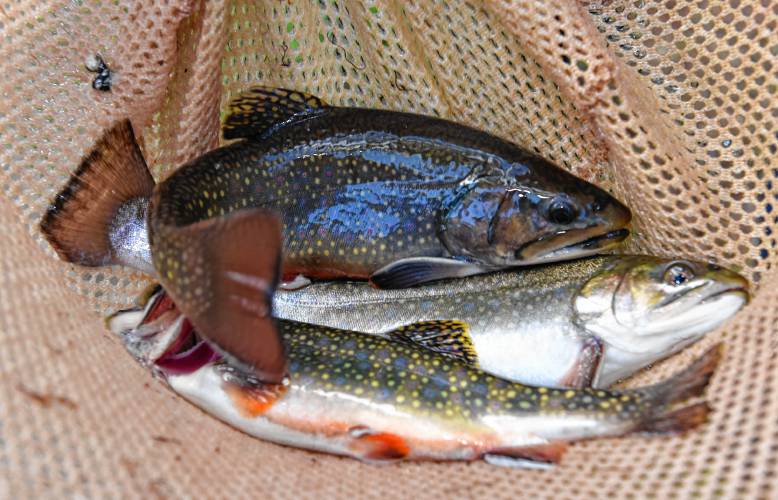 Brook trout in a net at the Bitzer Hatchery in Montague. Thanks to grant funding, a multi-step outreach program will engage local landowners in land management activities that enhance stream resources in the southern Deerfield River Watershed that provide habitat for coldwater fish such as native brook trout.
