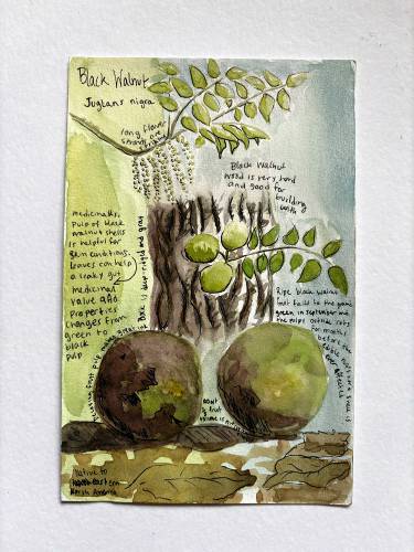 A page from “The Art of Eating Wild,” which can be viewed at Plainfield’s Shaw Memorial Library at 312 Main St. through February. The book showcases 15 plants and one fungus in the New England ecosystem that are available to eat.