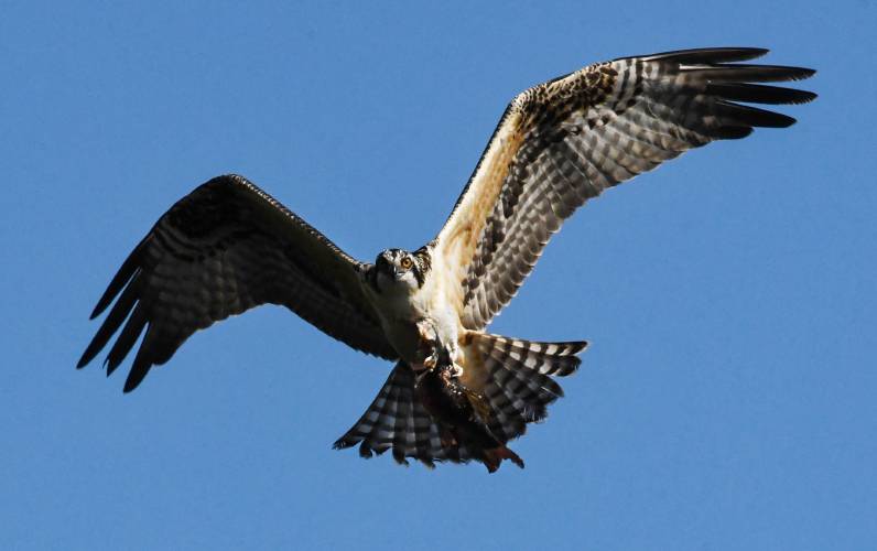 Author Pamela Lowell will give a talk at Northfield’s Dickinson Memorial Library on Tuesday, March 25, to share her experience with Mass Audubon observing ospreys. Author Pamela Lowell will give a talk at Northfield’s Dickinson Memorial Library on Tuesday, March 25, to share her experience with Mass Audubon observing ospreys.