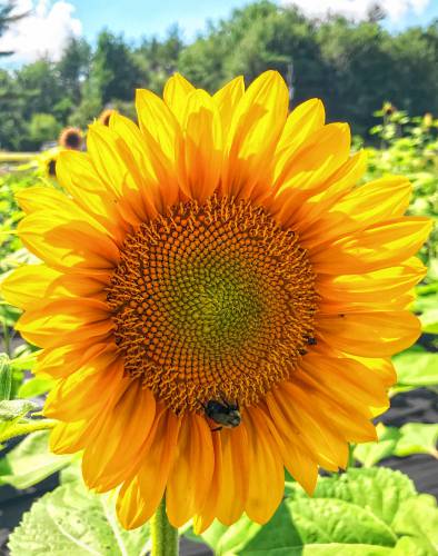 Look closely at the seeds of a sunflower head, and you’ll see they grow in beautiful spirals, both clockwise and counter-clockwise.