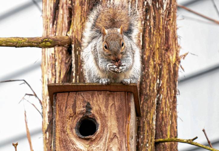 A gray squirrel munches on a nut while perched on a birdhouse in Greenfield. A gray squirrel munches on a nut while perched on a birdhouse in Greenfield.