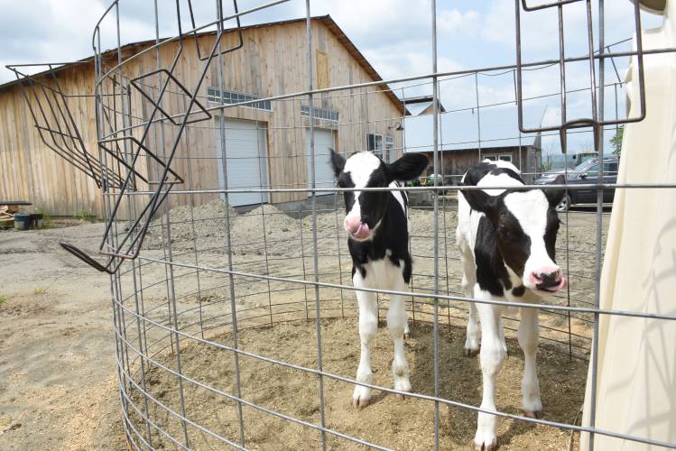 Two calves in a pen in front of the milk processing plant at Bree-Z-Knoll Farm in Leyden in 2023. The 120-cow dairy farm recently received a $98,787 grant to expand its product lines, which will allow it to sell products to schools, colleges and other institutions.