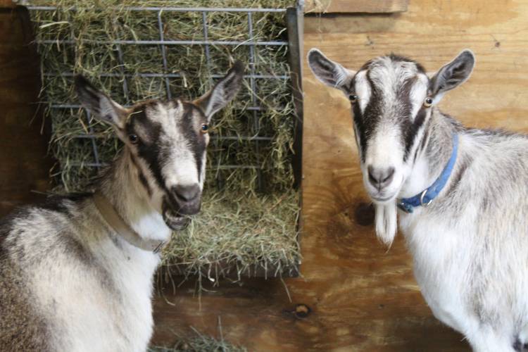 As part of the Hawlemont, Agriculture and You (HAY) program, Hawlemont Regional School students get to take care of Penelope and Phoenix, two goats housed in the school's barn.