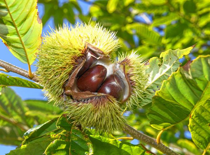 Chestnuts are seen in this bursting burr at Big River Chestnuts in Sunderland. The farm recently received a $74,542 grant to buy eight pieces of equipment, such as a wash/float tank, a mill for chestnut flour and a bag-filling machine to expand its chestnut processing capacity.