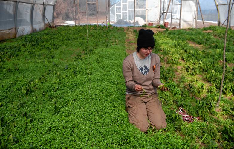 Sophia Cable, an employee at Red Fire Farm in Granby, works in a greenhouse picking cilantro on Monday morning after the fire Saturday afternoon. 