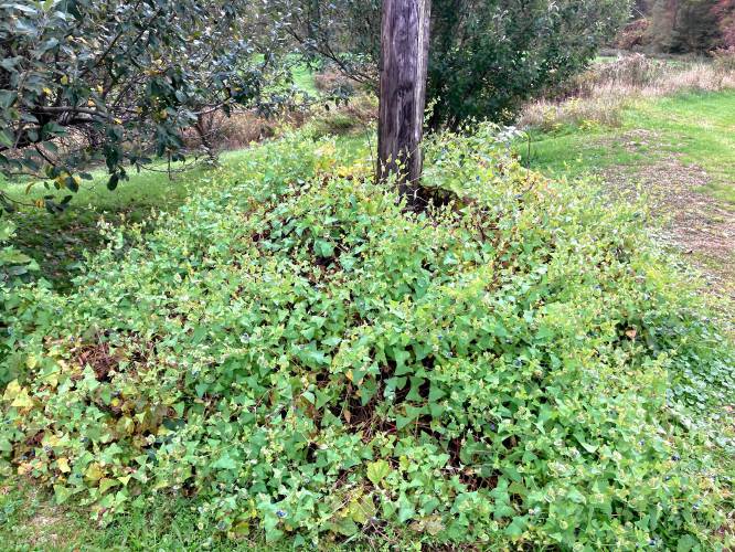 A mile-a-minute vine infestation the state Department of Agricultural Resources removed in Buckland in 2023. A mile-a-minute vine infestation the state Department of Agricultural Resources removed in Buckland in 2023.
