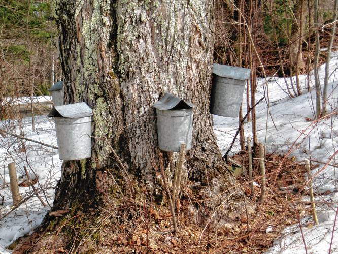 As I walk down the road, I’m a little saddened by the tubing that connects the maple trees in my neighborhood to large collection containers. The old-fashioned buckets that used to hang on trees were so much more picturesque.