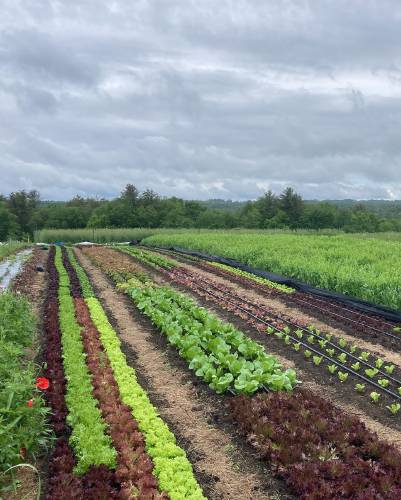 Early season greens growing last summer in no-till permanent beds at Free Living Farm in Petersham.