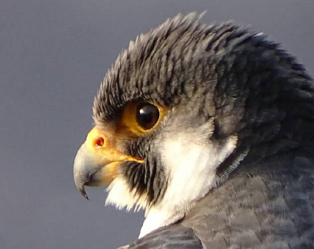 Glenn Woods of South Deerfield was awarded third place for his photo, “The Lookout,” which captures a peregrine falcon on Mount Sugarloaf.