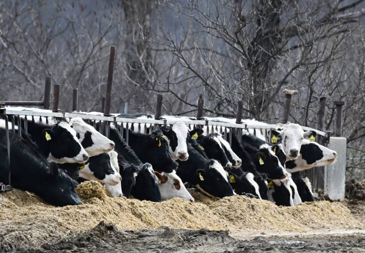 Cows line up to eat fresh silage laid out for them at Bar-Way Farm in Deerfield. Cows line up to eat fresh silage laid out for them at Bar-Way Farm in Deerfield.