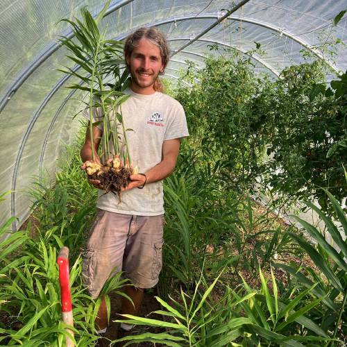 Michael Zueger harvesting ginger from the greenhouse at Free Living Farm in Petersham in late summer.