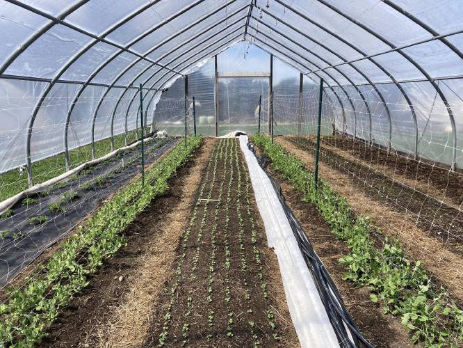 Peas and other cold-hardy crops get their start in the greenhouse at Free Living Farm in Petersham.