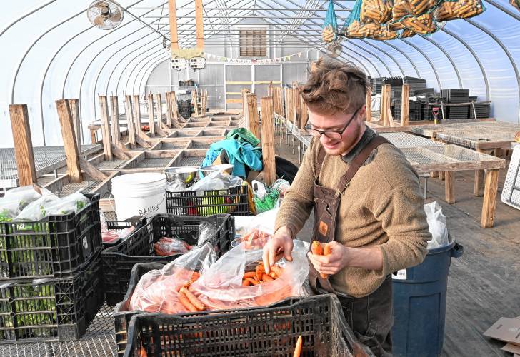 Avi Flynn trims carrots in a greenhouse at Just Roots in Greenfield.
