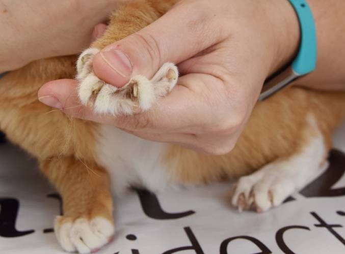 Veterinary Technician Shayla Fiedler exposes the claws of resident feline Primo at the South Deerfield Veterinary Clinic in 2023. Gov. Maura Healey signed into law a measure banning cat declawing and tendonectomy procedures unless it is done for the medical need of the feline.