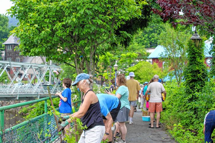 Attendees at the Bridge of Flowers plant collection event on Saturday ahead of bridge construction. 