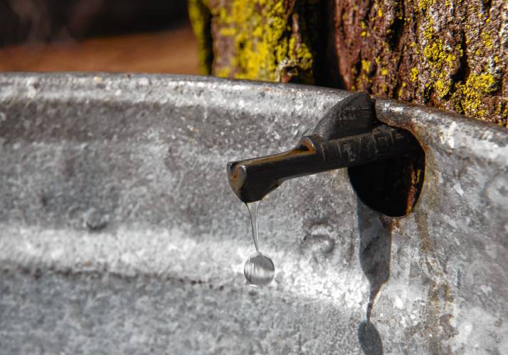 Maple sap drips into a bucket at Williams Farm Sugarhouse in Deerfield.