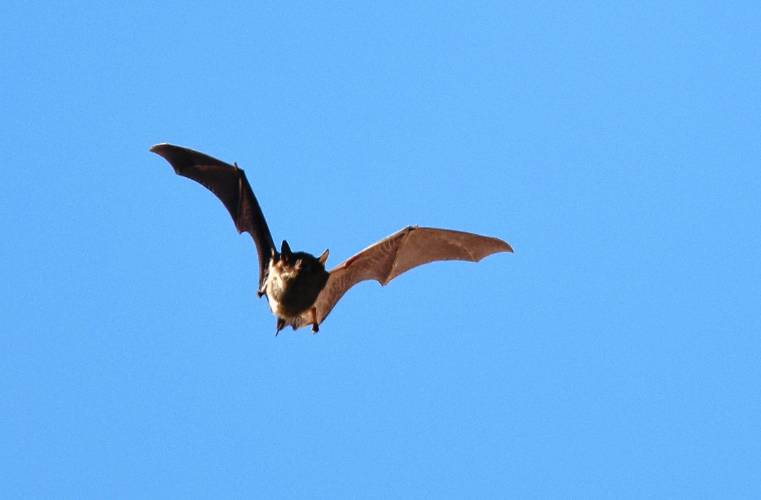 This small brown bat was photographed flying during the day in 2017 at Carondelet Park in St. Louis. This small brown bat was photographed flying during the day in 2017 at Carondelet Park in St. Louis.