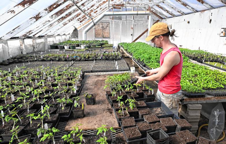 Caleb Kenny works with tomato starts in a greenhouse at Red Fire Farm in Montague on Friday. Farm owner Ryan Voiland fears that U.S. Department of Agriculture grant funding the farm was awarded may not be distributed, as President Donald Trump’s funding freeze continues.