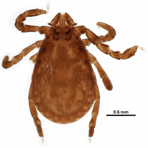 University of Massachusetts researchers have uncovered rabbit ticks in Maine that harbor a new strain of bacteria related to pathogens known to cause spotted fever in humans. University of Massachusetts researchers have uncovered rabbit ticks in Maine that harbor a new strain of bacteria related to pathogens known to cause spotted fever in humans.