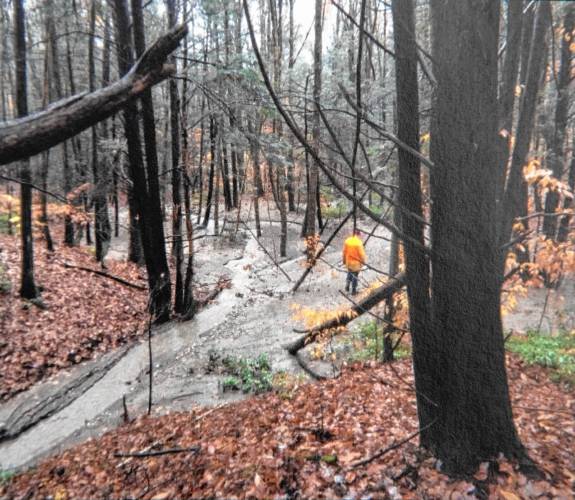 Sedimentation of wetlands near the West Branch of the Mill River in Williamsburg in 2018. Sedimentation of wetlands near the West Branch of the Mill River in Williamsburg in 2018.