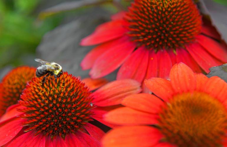 Pollinators are abundant on the flowering plants at Sugarloaf Gardens in Sunderland.