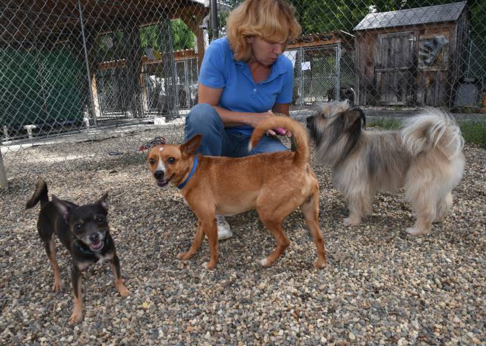 Gabi Trudeau, office manager at the Franklin County Sheriff’s Office Regional Dog Shelter, is shown in July 2016 with some of dogs they have helped.