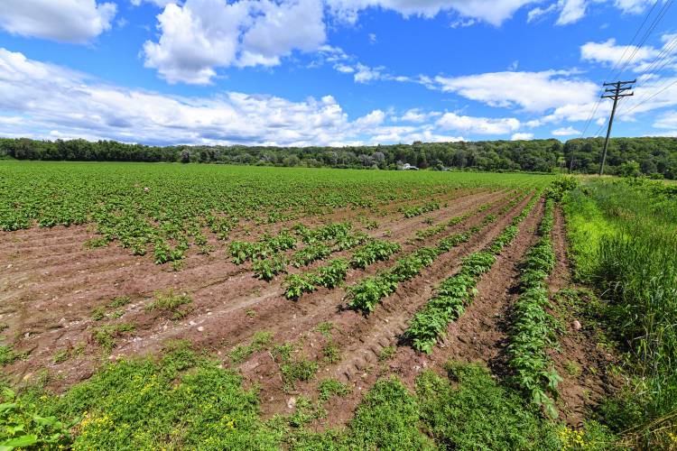 Protected farmland owned by the Antonellis family in the North Meadows in Deerfield. Protected farmland owned by the Antonellis family in the North Meadows in Deerfield.