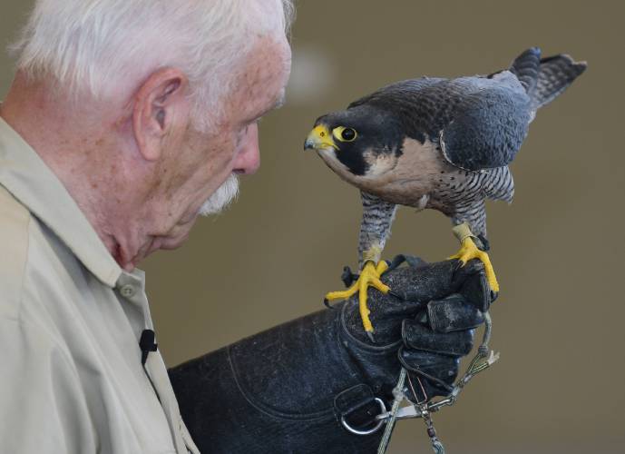 Birds of prey rehabilitation specialist Tom Ricardi is bringing his birds to the Bernardston Senior Center at 12:30 p.m. on Wednesday, May 14. Ricardi is pictured with a peregrine falcon. Birds of prey rehabilitation specialist Tom Ricardi is bringing his birds to the Bernardston Senior Center at 12:30 p.m. on Wednesday, May 14. Ricardi is pictured with a peregrine falcon.