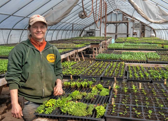 Kerry Taylor, a manager at Brookfield Farm in Amherst.