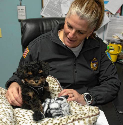Shutesbury Police Chief Kristin Burgess sits in her office with Charlie, a 9-week-old comfort dog. “He specializes in cuddles and love,” said Burgess.