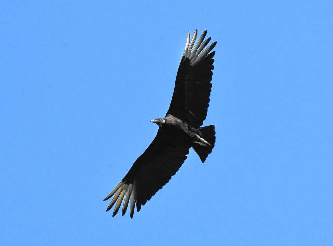 What appears to be a black vulture flies overhead in Wendell recently. Black vultures have been appearing more frequently as their range pushes northward. What appears to be a black vulture flies overhead in Wendell recently. Black vultures have been appearing more frequently as their range pushes northward.