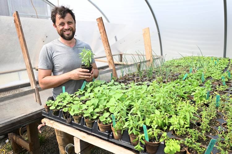 Dan Greene of Good Bunch Farm in Shelburne Falls with herbs in the green house.
