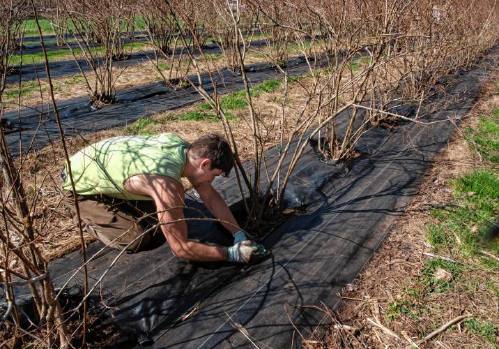 Ryan Dinger, an apprentice at Brookfield Farm in Amherst, works with others to weed and cover the blueberry bushes.