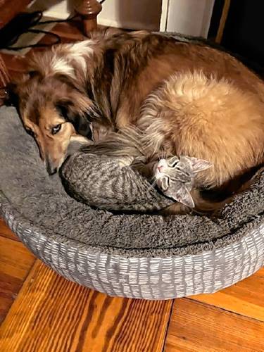 The Franklin County Sheriff’s Office Regional Dog Shelter at 10 Sandy Lane in Turners Falls has cared for about 100 animals as part of the state’s spay/neuter voucher program.