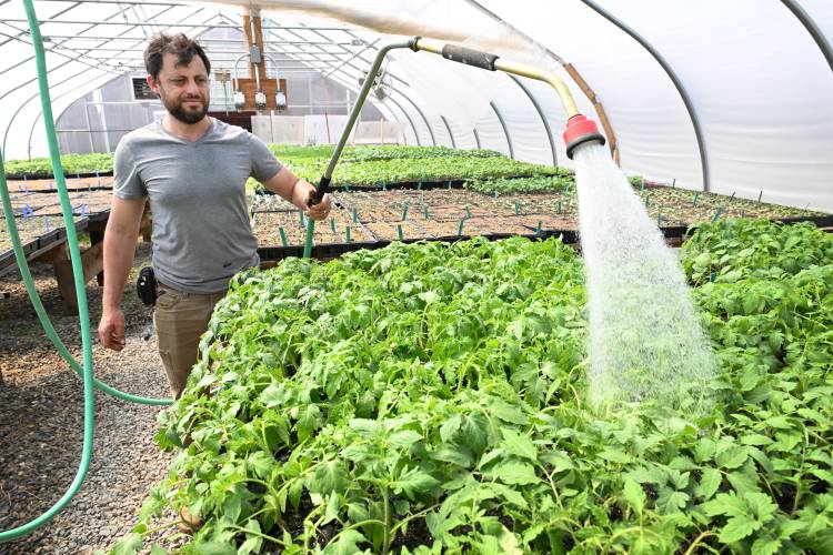 Dan Greene of Good Bunch Farm in Shelburne Falls waters tomato starts in the green house.