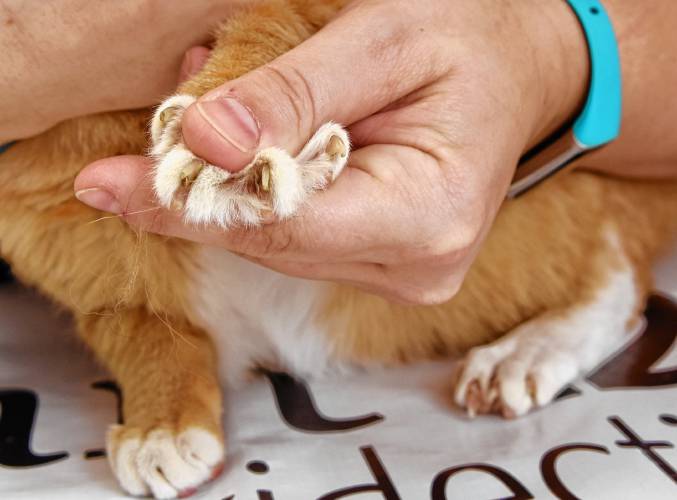 Veterinary Technician Shayla Fiedler exposes the claws of resident feline Primo at the South Deerfield Veterinary Clinic in 2023. The House and Senate approved and sent to Gov. Maura Healey a proposal that would ban cat declawing and tendonectomy unless it is done for the medical need of the feline. Veterinary Technician Shayla Fiedler exposes the claws of resident feline Primo at the South Deerfield Veterinary Clinic in 2023. The House and Senate approved and sent to Gov. Maura Healey a proposal that would ban cat declawing and tendonectomy unless it is done for the medical need of the feline.
