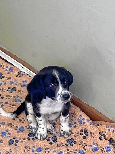 The Franklin County Sheriff’s Office Regional Dog Shelter at 10 Sandy Lane in Turners Falls has cared for about 100 animals as part of the state’s spay/neuter voucher program.