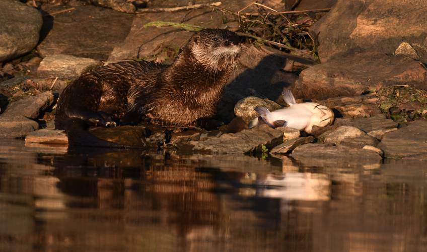 A river otter with a catfish it caught on the banks of the Connecticut River in Gill. David Brown, a local naturalist and wildlife videographer who has penned books on the art of animal tracking, will present “All About Otters” on Thursday, April 17, at the Northfield Mountain Recreation and Environmental Center. A river otter with a catfish it caught on the banks of the Connecticut River in Gill. David Brown, a local naturalist and wildlife videographer who has penned books on the art of animal tracking, will present “All About Otters” on Thursday, April 17, at the Northfield Mountain Recreation and Environmental Center.