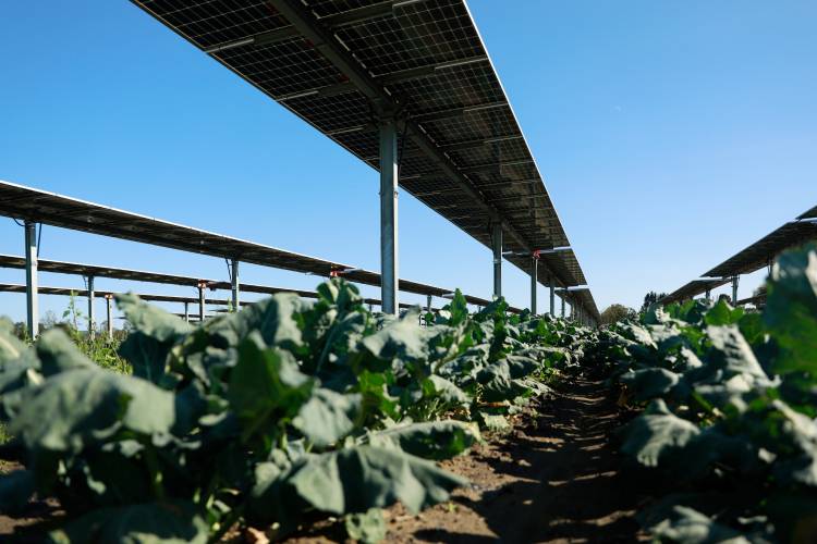 Solar panels line rows of broccoli in a field in Hadley. Solar panels line rows of broccoli in a field in Hadley.