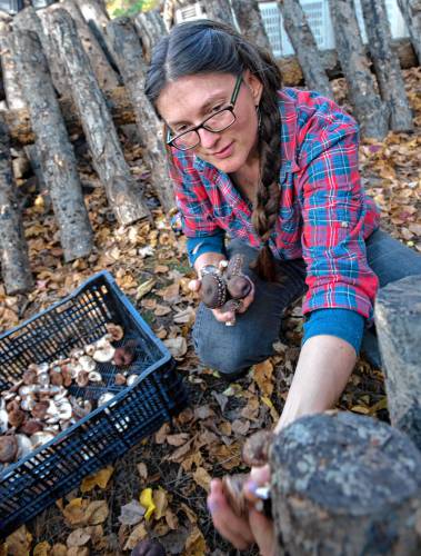 Sarah Voiland, who co-owns Red Fire Farm with Ryan Voiland in Montague and Granby, harvests forest-grown shiitake mushrooms.
