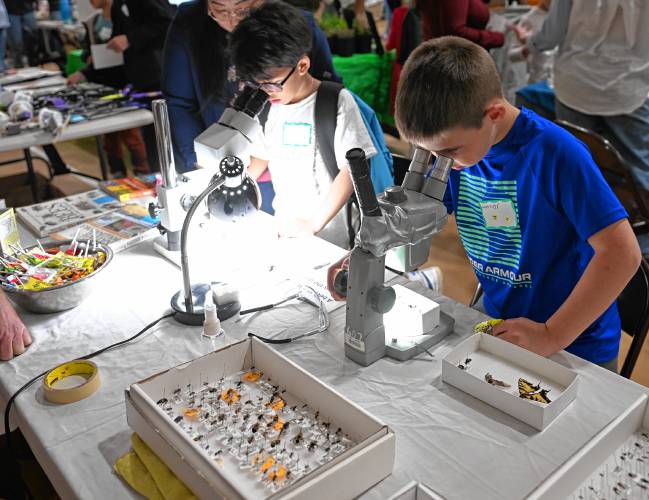 First grader Brayden Moua and third grader Connor Bergeron identify pollinators with stereoscopes in the gymnasium at Sunderland Elementary School’s STEAM Fair last week.