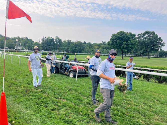 Workers replace divots from the previous day's turf races.