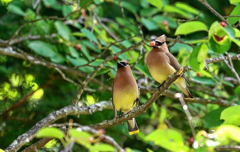 Cedar waxwings are among the birds that people can help keep safe by taking simple steps like providing water, shelter, and different types of nutrition.