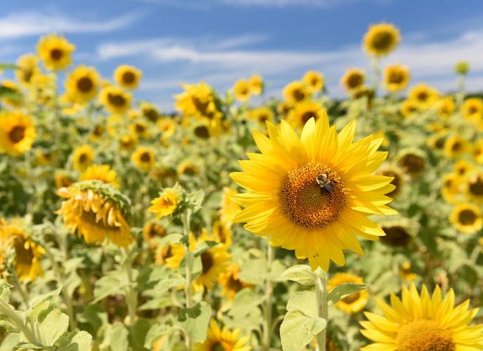 A bee gathers pollen from sunflowers at Fairview Farms in Whately. Residents can visit the Greenfield Savings Bank branch in Turners Falls on Saturday, Feb. 22, from 1 to 2 p.m. to learn about pollinators from pollinator habitat designer Tom Sullivan. A bee gathers pollen from sunflowers at Fairview Farms in Whately. Residents can visit the Greenfield Savings Bank branch in Turners Falls on Saturday, Feb. 22, from 1 to 2 p.m. to learn about pollinators from pollinator habitat designer Tom Sullivan.