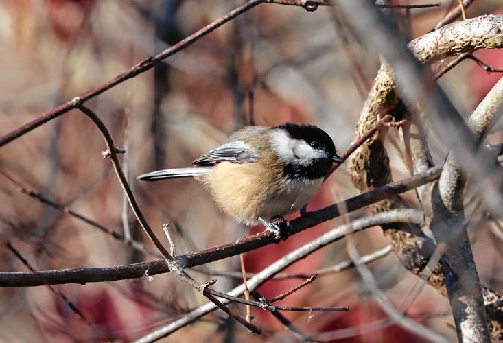 Black-capped chickadees and many other species — both year-round residents and migratory birds — fare better when humans address factors that lead to massive reduction of bird populations, including window strikes, prowling domestic cats, collisions with vehicles, and loss of habitat.