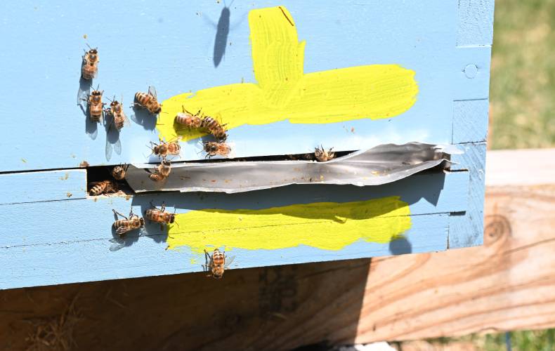 Bees are active on a warm spring day at the Bear River Bee Farm in Ashfield.