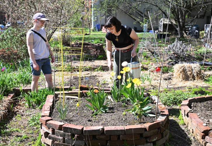 Archer Meier and Rebecca Mokey water a raised bed in the Great Falls Community Garden at the corner of Fourth and L streets in Turners Falls on Monday. Archer Meier and Rebecca Mokey water a raised bed in the Great Falls Community Garden at the corner of Fourth and L streets in Turners Falls on Monday.