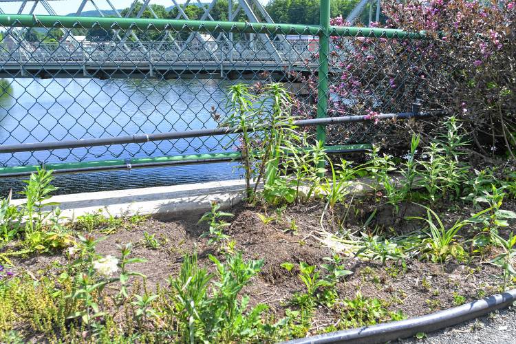 The majority of the plants on the Bridge of Flowers in Shelburne Falls have been removed in preparation for the repair project that is beginning soon.