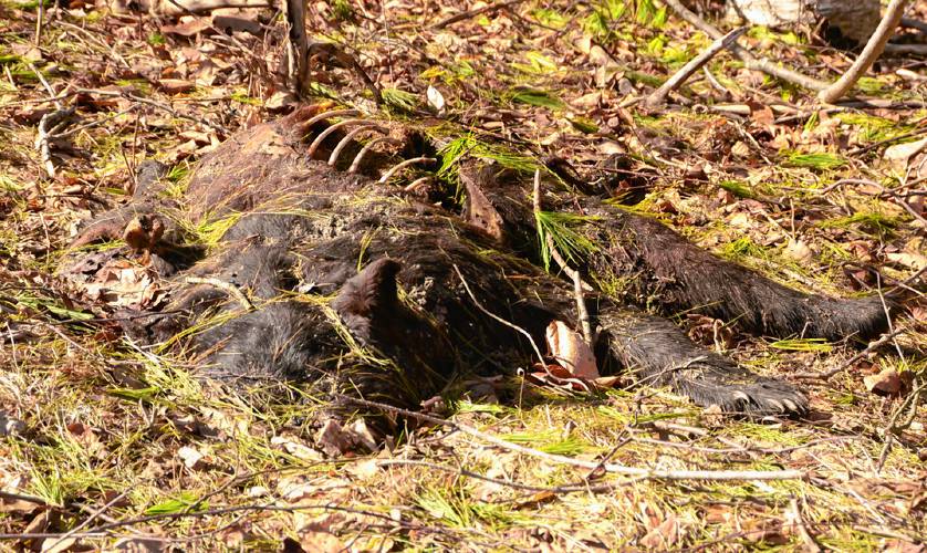 If not for the exposed ribcage, one might have thought that this bear was simply taking a nap in the sunshine. If not for the exposed ribcage, one might have thought that this bear was simply taking a nap in the sunshine.